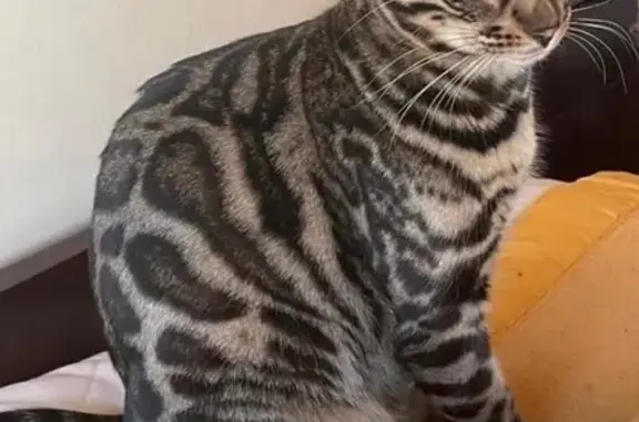 Missing: Unique Bengal Cat, Heart Marking