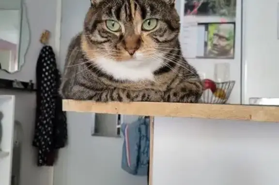 Chatte tigrée Ninouche perdue à Colombelles - photo