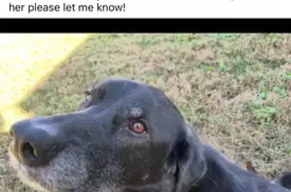 Lost Dog Alert: Help Find Our Pup!