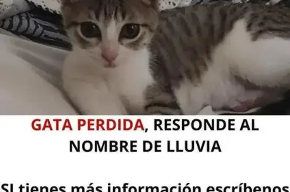 ¡Se busca! Gata gris y blanca en Córdoba