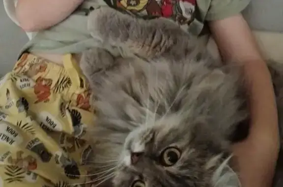 Sushi, chat 4 ans perdu à Bourg-en-Bresse - photo