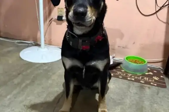 Perro Perdido: Katia en Iztapalapa