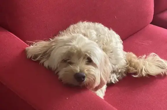 Bichon sable perdu à Cora Cormontreuil - photo