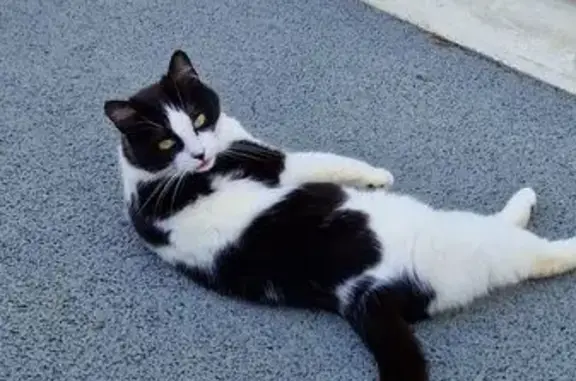 Animaux perdus Nesmy, photo: Chatte noire et blanche perdue à Nesmy