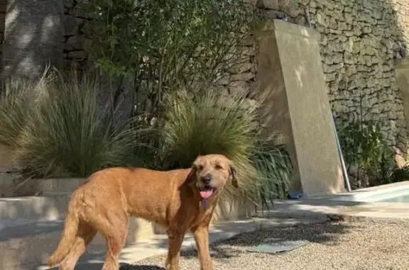 Chien perdu Aix-en-Provence, photo : Chien marron perdu, Forum des Cardeurs