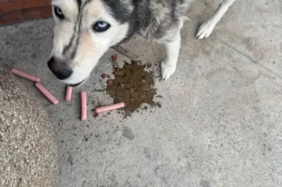 Perro con collar hallado en Tlaquepaque