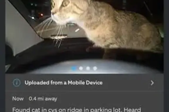Found pets Parma, photo: Found Cat: CVS Parking Lot, Ridge Road
