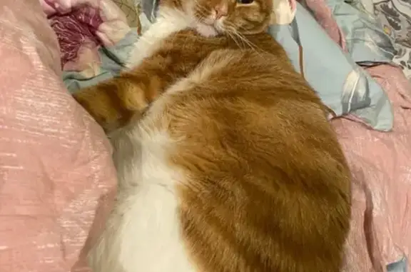 Lost pets Herriman, photo: Lost: Large Orange & White Tabby Cat