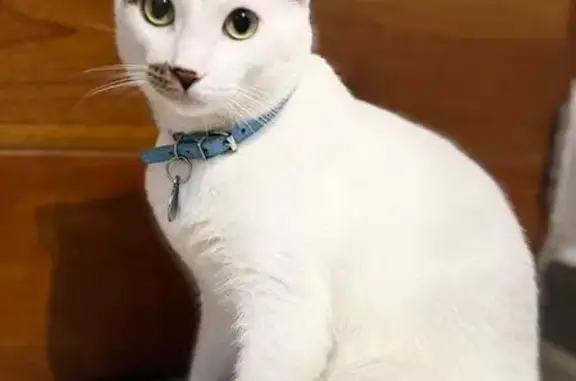 Gatos perdidos, Villahermosa, foto: Gato Cálico Perdido en Lomas, Villahermosa