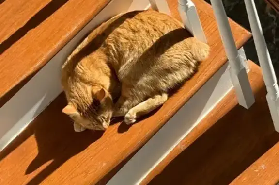 Lost Tail-Free Orange Cat in Farragut