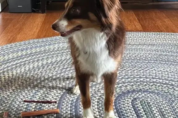 Lost Terrified Rescue Dog on King St