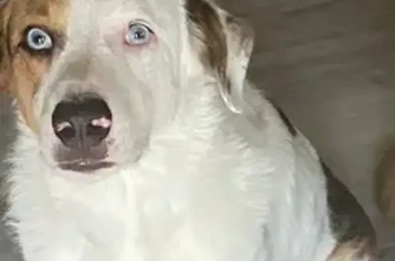 Blind Dog Kai Missing in Phoenix Area