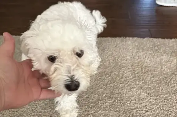 Found pets La Porte, photo: Found: Friendly White Maltese in La Porte