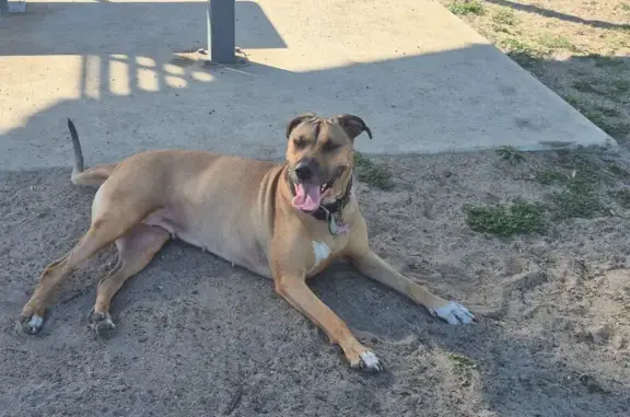 Lost Dog: Pink-Tinged Pup in Monash