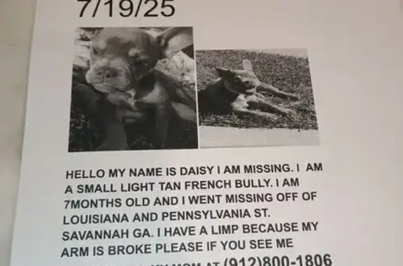 Lost and found pets Savannah, photo: Lost Dog: Daisy, Light Tan, Limping