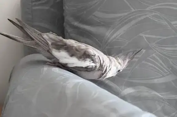 Lost Bird in Siglap: White-Faced Gray
