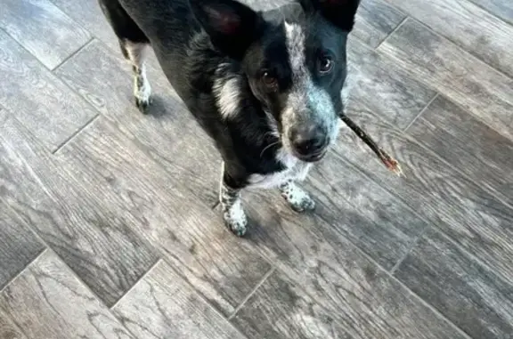Lost Blue Heeler Mix: West 215th St