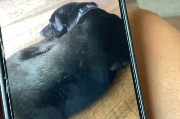 Lost pets Melbourne, photo: Lost Dog: Black, Blue Collar, Greis Rd