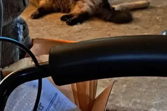 Missing cat , photo: Lost Cat: Fluffy Sia Lookalike in Skaneateles