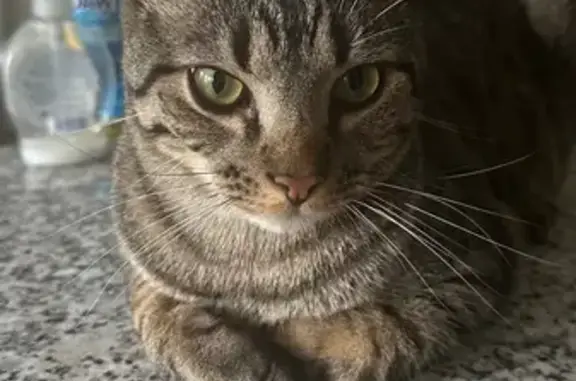 Lost Tabby Cat Near West Ox Rd - Help!