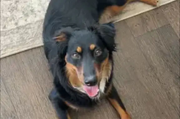 Lost Mini Aussie 'Pep' on Oakhalla Rd, AL