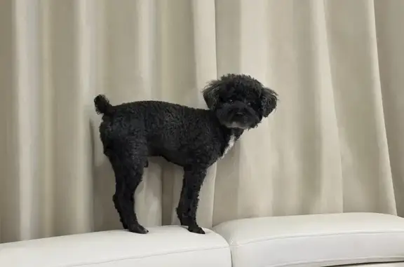 Lost Black Poodle: Cherry Ave, NY
