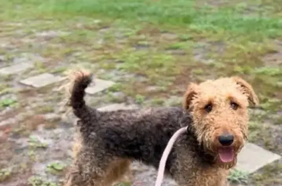 Missing dog Alabaster, photo: Lost Airedale Terrier: Friendly & Cautious