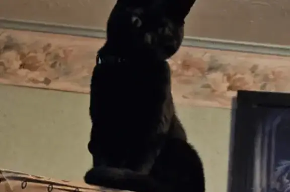 Lost pets Kent, photo: Lost Cat: Tiny Black Male, Big Yellow Eyes