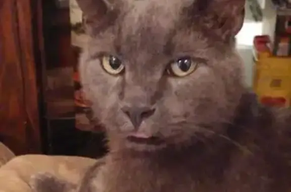 Missing cat Independence, photo: Help Find Zeus: Lost Russian Blue Cat