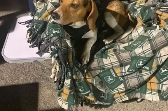 Lost Beagle: Friendly, Orange Vest, Carbondale