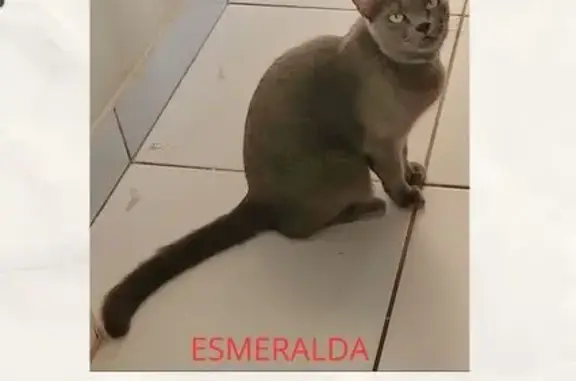 gato desaparecida