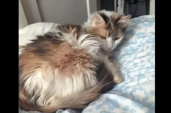 Lost and found pets , photo: Lost Deaf Cat - Needs Urgent Care!