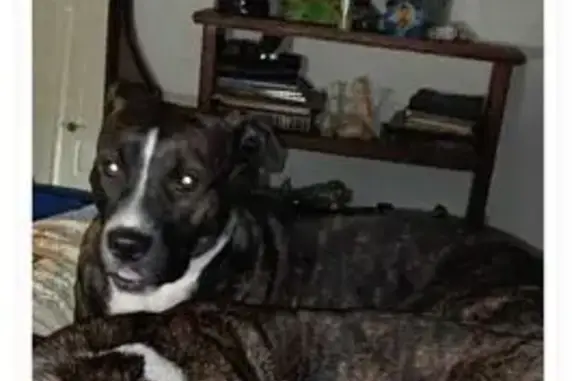 Lost Brindle Dog on Corporal Harper Hwy