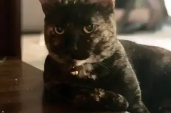 Missing cat , photo: Lost Skittish Cat: Mazikeen in Gorham