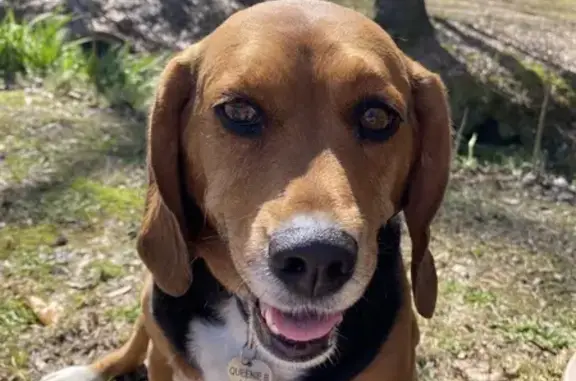 Lost Beagle Queenie & Alfy in Redland