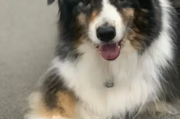 Lost Deaf Aussie Shepherd on Willoughby Rd
