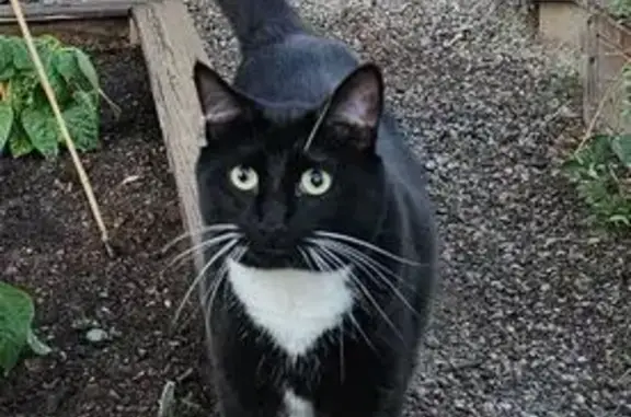 Lost pets Post Falls, photo: Lost Black Cat: White Paws in Post Falls
