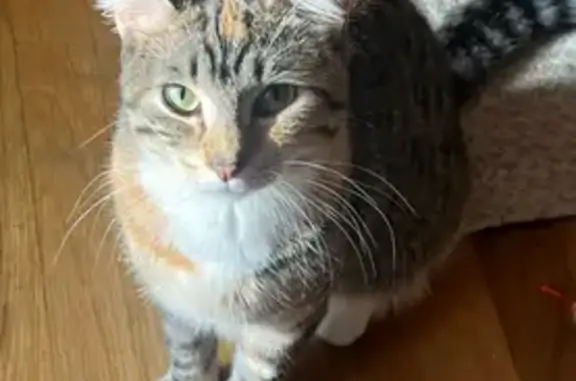 Lost Tabby Cat 'Miracle' in Raynham