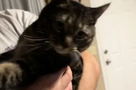 Found pets , photo: Found Cat Near FMS Lincoln Drive