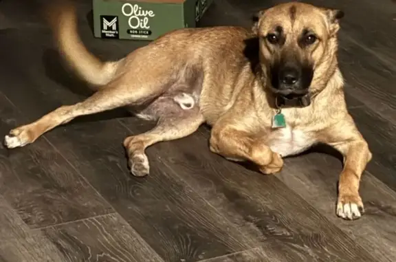 Lost pets Wichita Falls, photo: Lost Dog: Niko, Brown Coat, Wichita Falls