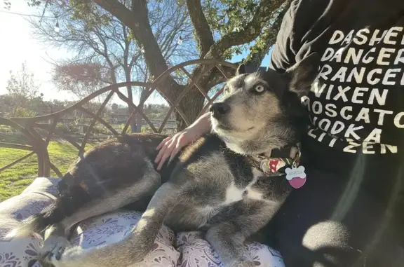 Lost and found pets Fort Worth, photo: Lost Senior Dog: Blue-Eyed Sirius
