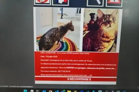 Chat perdu : tigré beige, 13 ans, Chantepie - photo