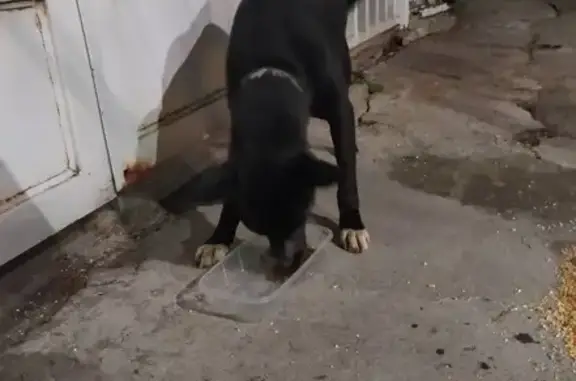 Perrita Mestiza con Collar Verde en Naucalpan