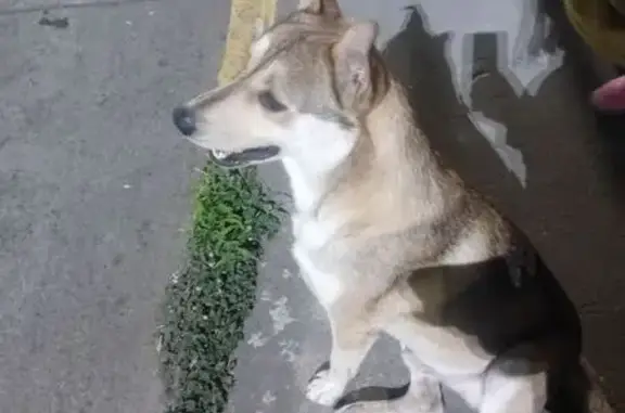 Animales encontrados Uruapan, foto: ¡Perrito Asustado por Pirotecnia en Uruapan!