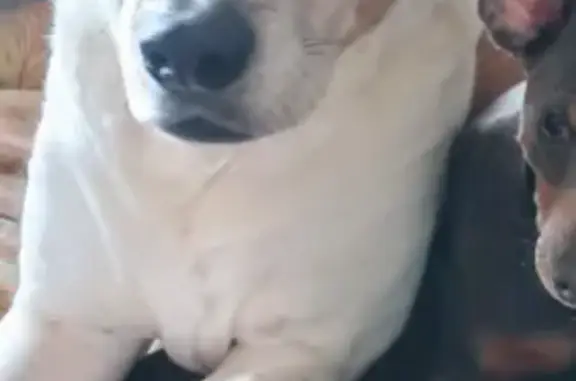 Lost Dog: Tan & White, Bryant Ave, CO