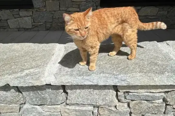 Animaux trouvés Les Contamines-Montjoie, photo: Chat trouvé aux Contamines-Montjoie