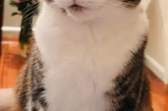 Lost Calico Cat Muffy: Help Find Her!