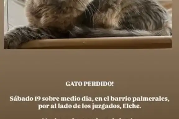 ¡Gato Atigrado Perdido en Elx!