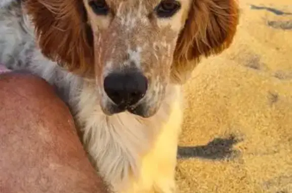 Animaux trouvés Propriano, photo: Chien trouvé chemin des Plages, Propriano