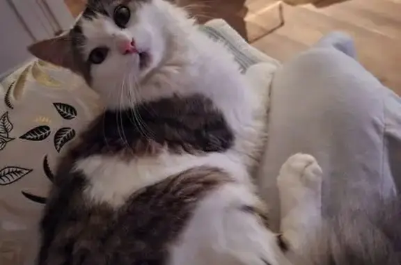 Chat perdu : Yoda, blanc et tigre, Oytier - photo